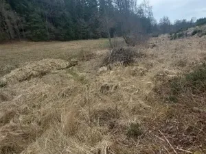 Prodej lesa, Dolní Hořice, 4440 m2