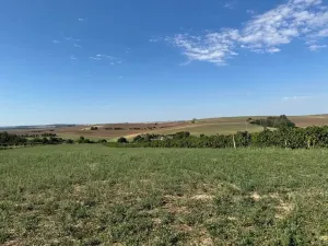Prodej sadu/vinice, Svatobořice-Mistřín, 3478 m2