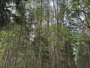 Prodej lesa, Řevničov, 11311 m2