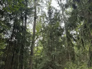 Prodej lesa, Řevničov, 11311 m2