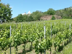 Prodej komerčního pozemku, Mikulov, Zlámalova, 3460 m2