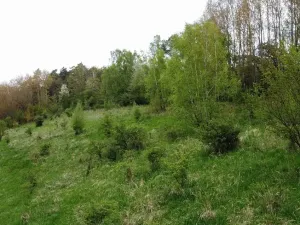 Dražba louky, Křenov, 16180 m2