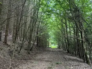 Prodej lesa, Jedlí, 10342 m2