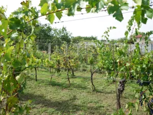 Prodej chalupy, Valtice - Úvaly, 53 m2