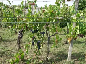 Prodej chalupy, Valtice - Úvaly, 53 m2