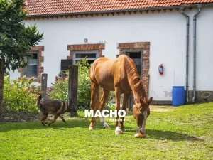 Prodej zemědělské usedlosti, Žďár, 181 m2