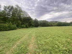 Dražba louky, Potštejn, 950 m2