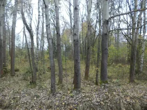 Prodej pozemku, Rozvadov, 2388 m2