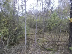 Prodej pozemku, Rozvadov, 2391 m2