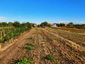 Prodej pozemku pro bydlení, Lanžhot, Vinohrady, 721 m2