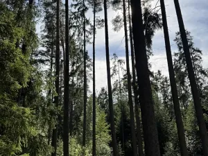 Prodej lesa, Novosedly nad Nežárkou, 67560 m2