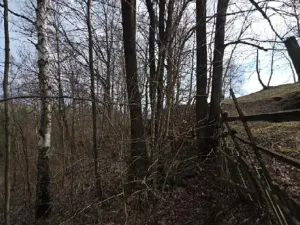 Prodej lesa, Rokytnice v Orlických horách, 3079 m2