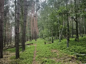 Prodej lesa, Čečelice, 21226 m2
