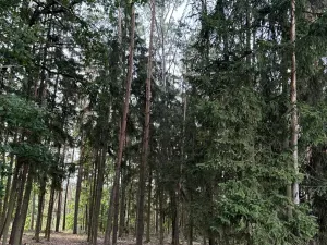 Prodej lesa, Zruč-Senec, 2639 m2