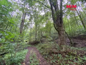 Prodej lesa, Strážná, 1204 m2