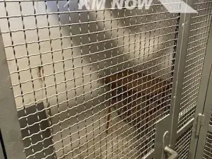 Prodej bytu 2+1, Bystřice pod Hostýnem, Sídliště, 53 m2