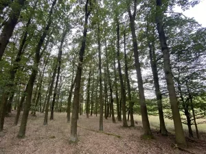 Prodej lesa, Ostřetín - Vysoká u Holic, 11957 m2