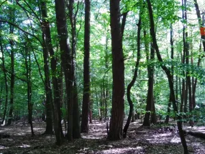 Prodej lesa, Slavičín - Nevšová, 4599 m2