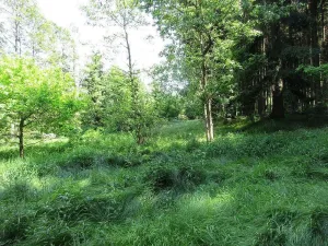 Prodej louky, Velký Šenov - Leopoldka, 3266 m2