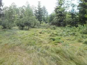 Prodej louky, Velký Šenov - Leopoldka, 3266 m2