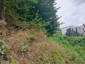 Prodej lesa, Rychnov nad Kněžnou, 3801 m2