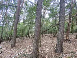Prodej lesa, Ostřetín - Vysoká u Holic, 11957 m2