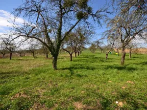 Prodej zahrady, Bučovice, 363 m2