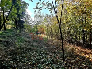 Prodej pozemku pro bydlení, Masojedy, 1619 m2