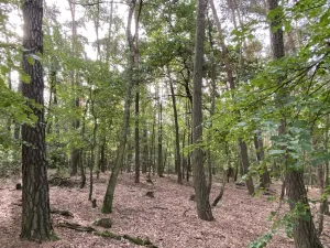 Prodej lesa, Ostřetín - Vysoká u Holic, 5528 m2