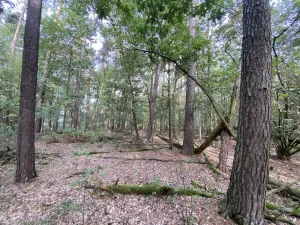 Prodej lesa, Ostřetín - Vysoká u Holic, 5528 m2