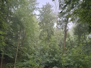 Prodej podílu lesa, Velký Ořechov, 2457 m2