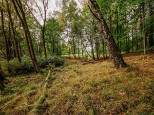 Prodej ubytování, Krásná Lípa - Zahrady, 551 m2