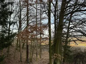 Prodej lesa, Klatovy, 7379 m2