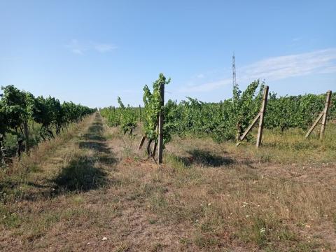 Prodej sadu/vinice, Valtice, 1140 m2