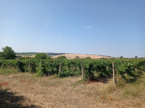 Prodej sadu/vinice, Valtice - Úvaly, 3162 m2