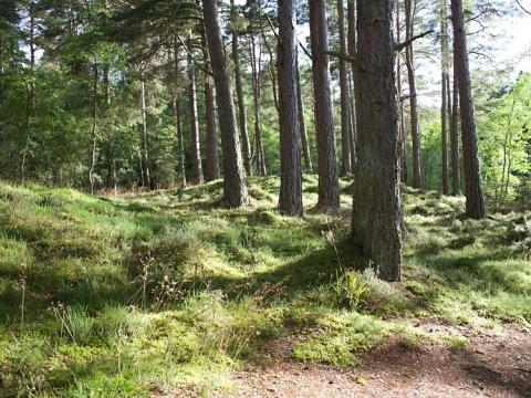 Prodej lesa, Bukovec, 8272 m2