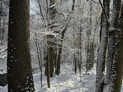 Prodej lesa, Skorošice, 3247 m2