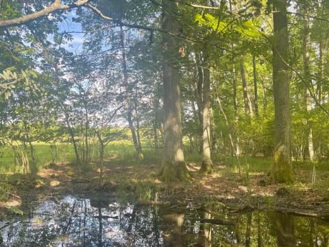 Prodej lesa, Chlum u Třeboně - Žíteč, 360000 m2