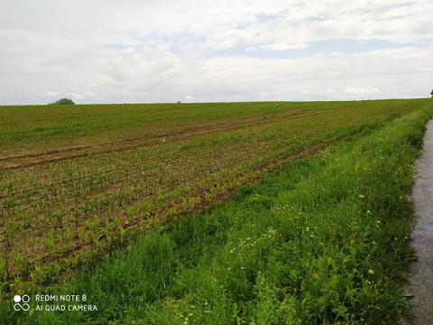 Prodej pozemku pro komerční výstavbu, Dolní Ředice, 114836 m2