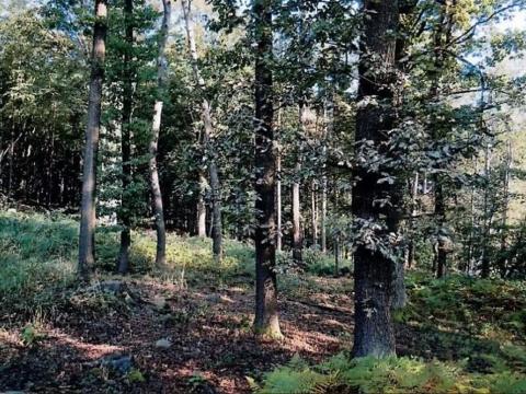 Prodej podílu lesa, Mezná, 1980 m2