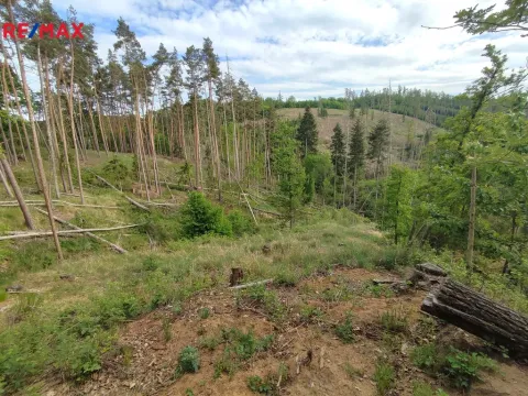 Prodej lesa, Číměř, 1493 m2