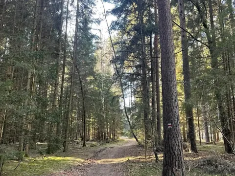 Prodej lesa, Svatý Jan nad Malší - Sedlce, 27831 m2