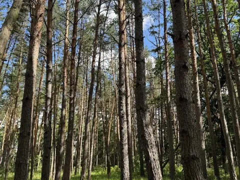 Prodej lesa, Náměšť nad Oslavou, 16948 m2