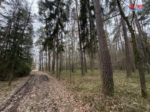Prodej lesa, Doňov, 6794 m2