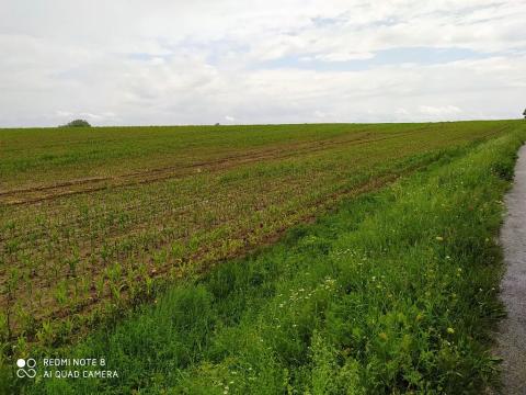 Prodej komerčního pozemku, Dolní Ředice, 114836 m2