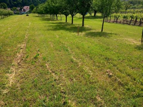 Prodej pozemku, Blatnice pod Svatým Antonínkem, 2450 m2
