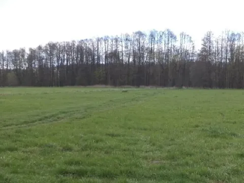 Dražba louky, Tachov, 45730 m2