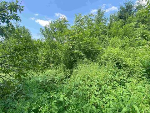 Dražba pozemku pro bydlení, Nedašova Lhota, 1338 m2