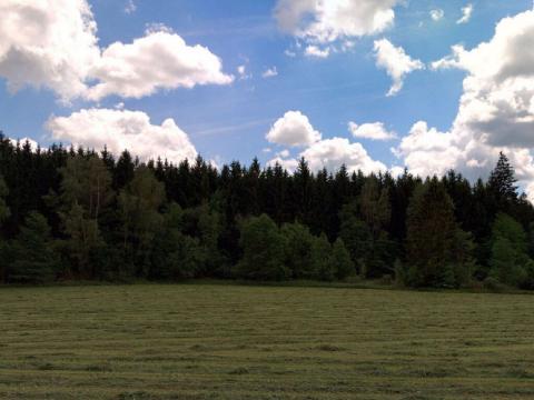 Prodej lesa, Benešov nad Černou, 11009 m2