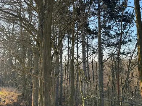 Prodej lesa, Mělnické Vtelno, 14092 m2
